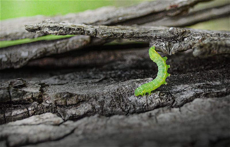 A green inchworm