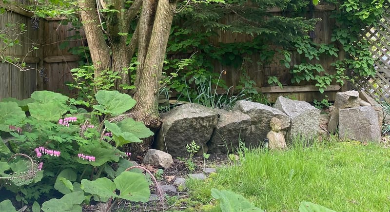 My backyard